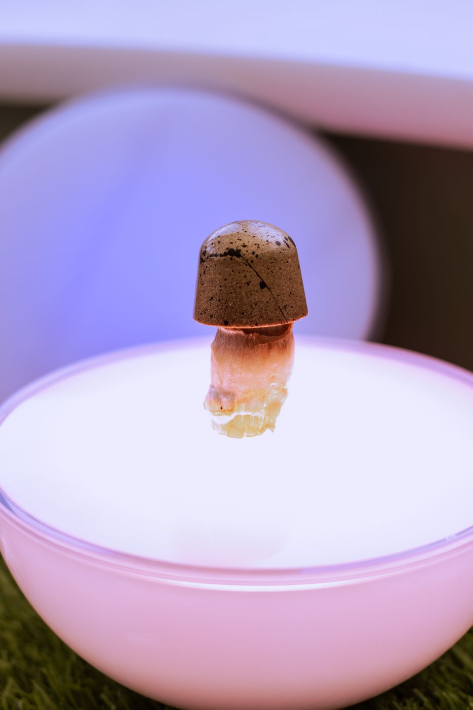 PSILOCYBIN GLOB TRIP: FOLLOW-UP